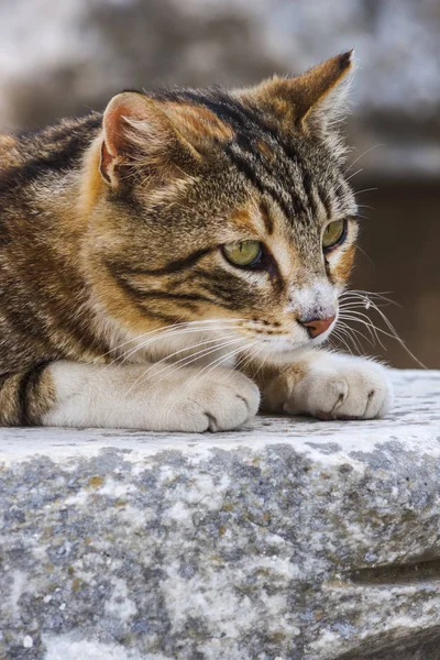 Herrelös katt handpåläggning marmor i Efesos (Turkiet) — Stockfoto