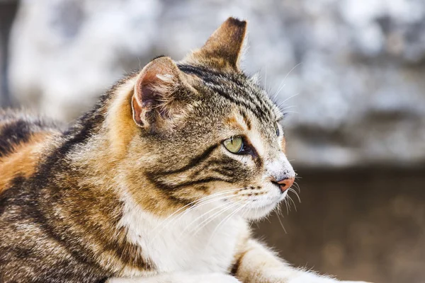 Retrato de um gato — Fotografia de Stock