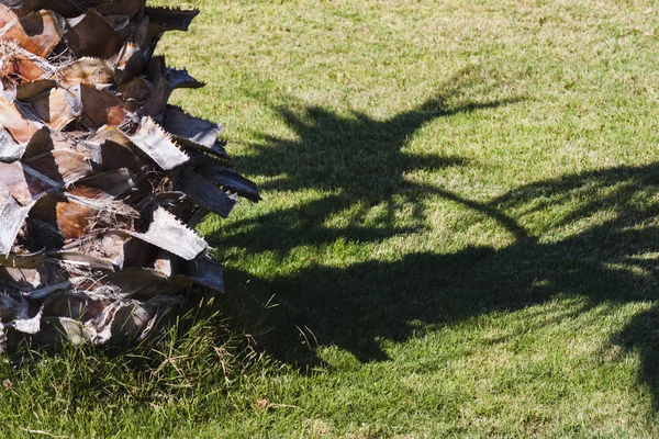 Shadow of a palm tree