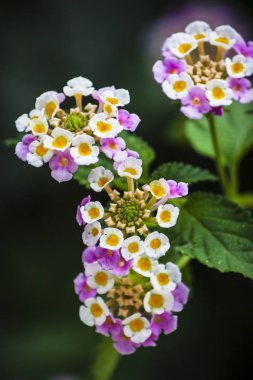 Bahçedeki renkli çiçekler.