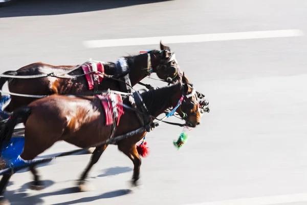 Cavalos correndo na rua — Fotografia de Stock