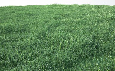 Yumuşak çim, perspektif görünüm alanı