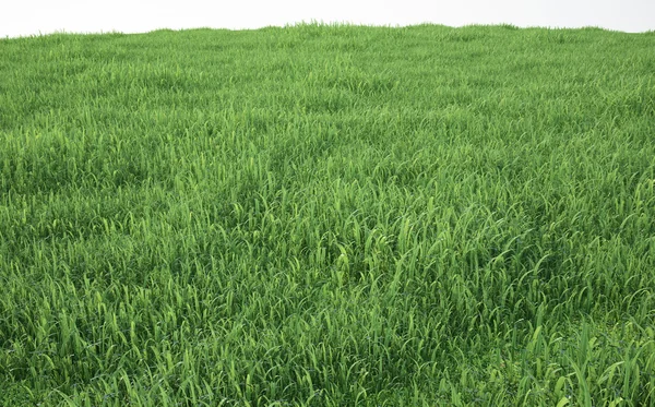 Gebied van zachte gras, perspectief bekijken — Stockfoto