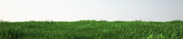 Поле мягкой травы, перспективный вид с крупным планом — стоковое фото