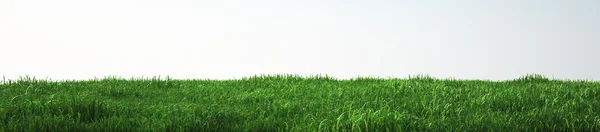 Campo di erba morbida, vista prospettica con primo piano — Foto Stock