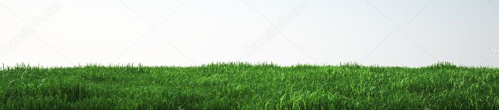 Field of soft grass, perspective view with close-up