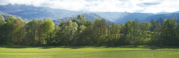 Meadow with green grass and trees with blue sky in the background — Stock Photo, Image