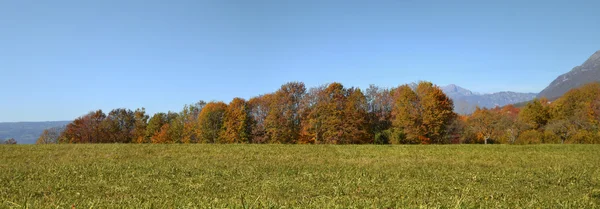 Pradera con hierba verde y árboles con cielo azul en el fondo —  Fotos de Stock