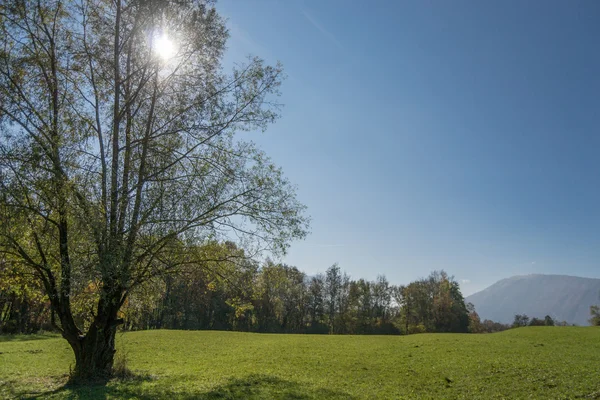 Meadow with green grass and trees with blue sky in the background — Stock Photo, Image