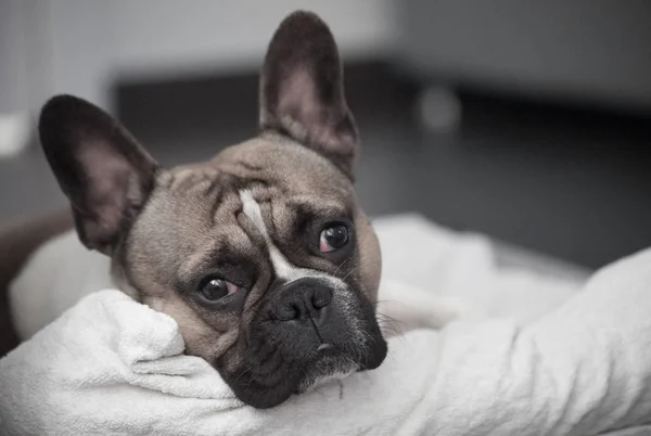 Franse bouledogue close-up — Stockfoto