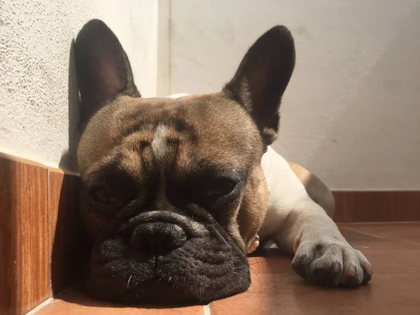 Bouledogue française dormir, bouledogue, gros plan — Photo