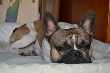 Fransız bouledogue yakın çekim