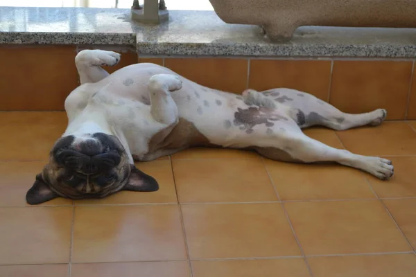 Bouledogue française close-up — Photo