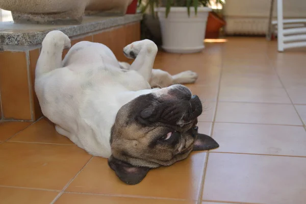 Γαλλικά bouledogue γκρο πλαν — Φωτογραφία Αρχείου