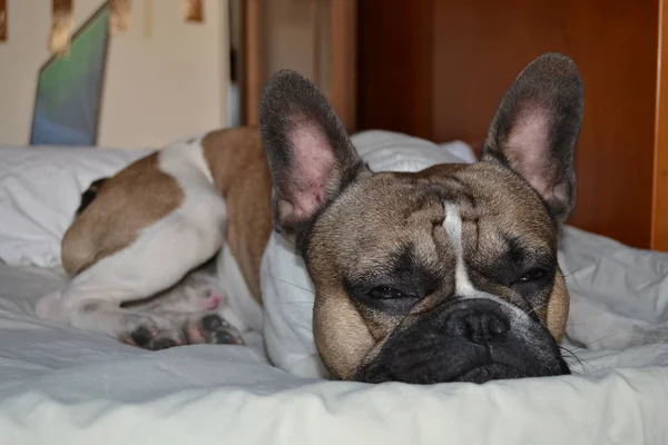 Franse bouledogue close-up — Stockfoto