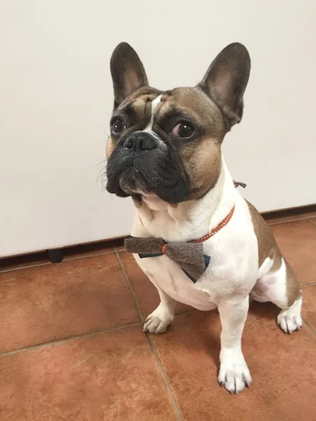 Bonito francês buldogue bulldog sentado, vestido para uma festa w — Fotografia de Stock