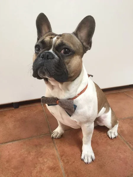 Schattig Frans bouledogue bulldog zittend, verkleed voor een partij w — Stockfoto