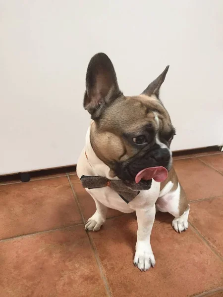 Sevimli Fransız bouledogue bulldog otururken, bir parti w için giyinmiş — Stok fotoğraf