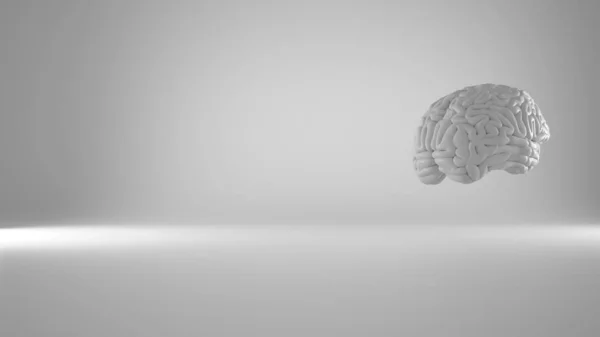 Cérebro flutuante humano sobre fundo branco, conceito de inteligência humana, modelo anatómico preciso. Monocromático, espaço de cópia — Fotografia de Stock