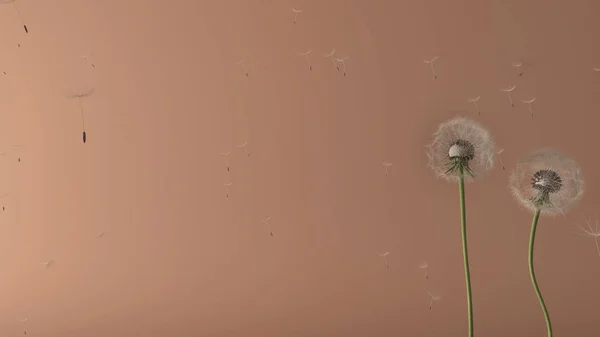 Chlupatá vzdušná pampeliška s foukajícími výtrusy semen přes růžové abstraktní pozadí s kopírovacím prostorem. Koncept změny, růstu, pohybu a svobody — Stock fotografie
