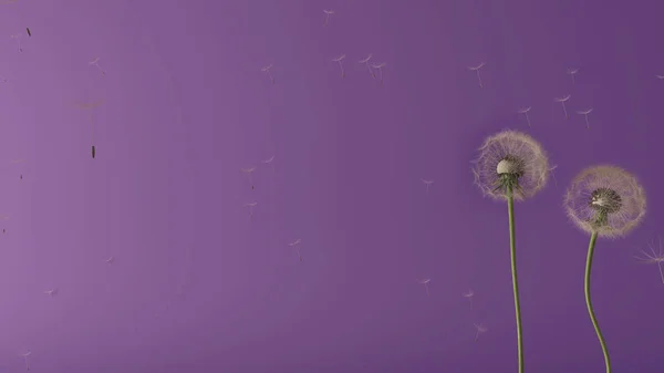Пушистый воздушный одуванчик с раздувающимися спорами семян на фиолетовом абстрактном фоне с копировальным пространством. Изменения, рост, движение и свобода — стоковое фото