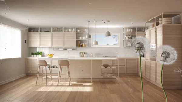 Diente de león aireado esponjoso con esporas de semillas soplantes sobre cocina blanca y de madera con isla, taburetes y suelo de parquet. Idea de diseño de interiores. Cambio, crecimiento, movimiento y concepto de libertad — Foto de Stock