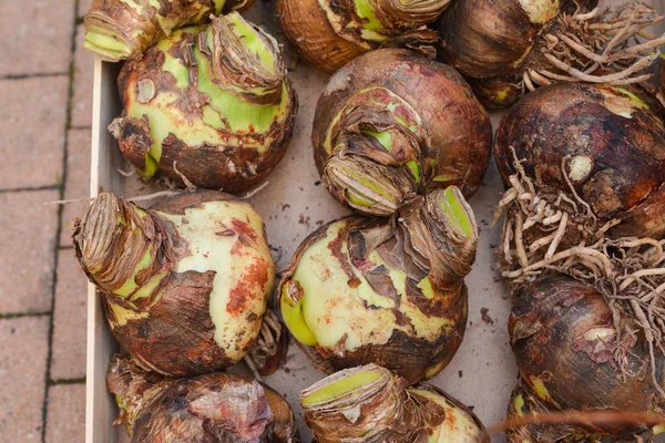 Bulbs Tubers Hyacinth Garden — Stock Photo, Image