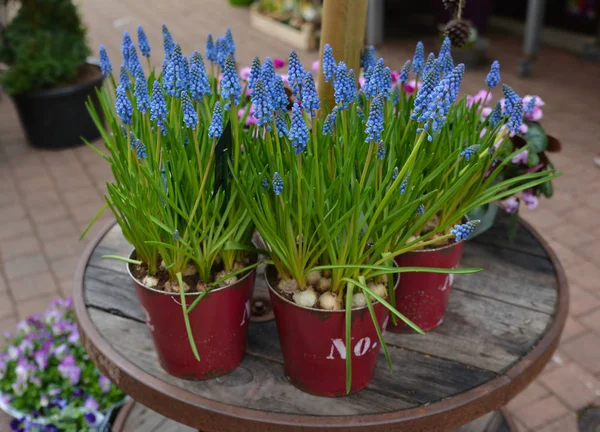 Muscari Frágil Primavera Flores Roxas Nos Vasos — Fotografia de Stock