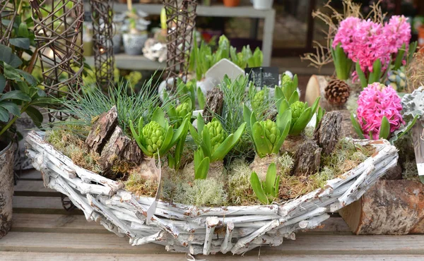 Composição de jacintos em uma cesta de madeira . — Fotografia de Stock