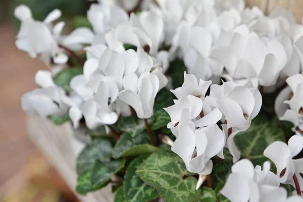 Beyaz cyclamens çiçekler — Stok fotoğraf