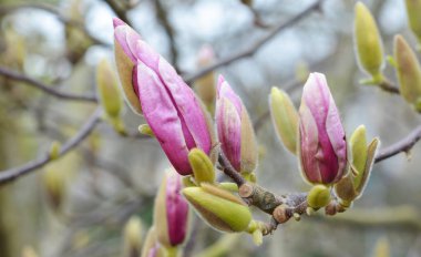 Fransa'da bir manolya ağacının bahar çiçekleri