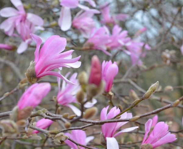 Fransa Bir Manolya Ağacının Bahar Çiçekleri — Stok fotoğraf