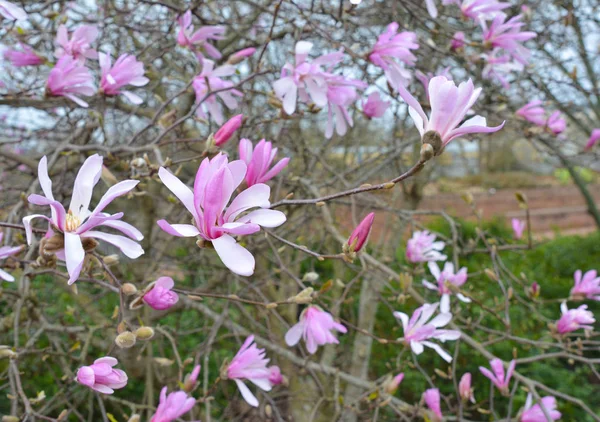 Fransa Bir Manolya Ağacının Bahar Çiçekleri — Stok fotoğraf