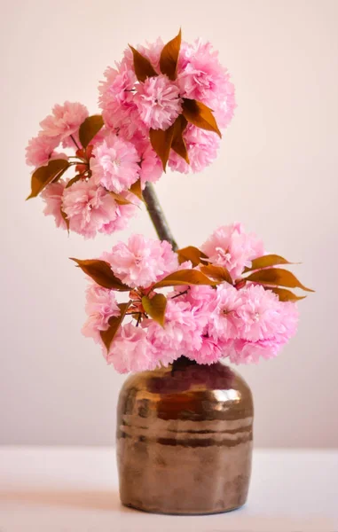 Hermosa flor de cerezo rosa flores — Foto de Stock