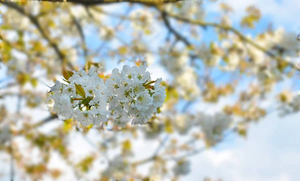 Kwiat Wiśni Nieba Gałęzi Tle Sezon Wiosna — Zdjęcie stockowe