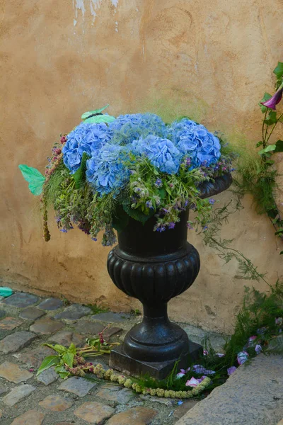 Kwiaty hortensji Hortensia. — Zdjęcie stockowe