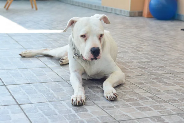 Beyaz köpek Dogo Argentino Arjantin Mastiff — Stok fotoğraf