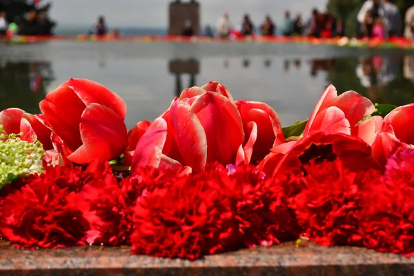 Rode tulpen en anjers — Stockfoto