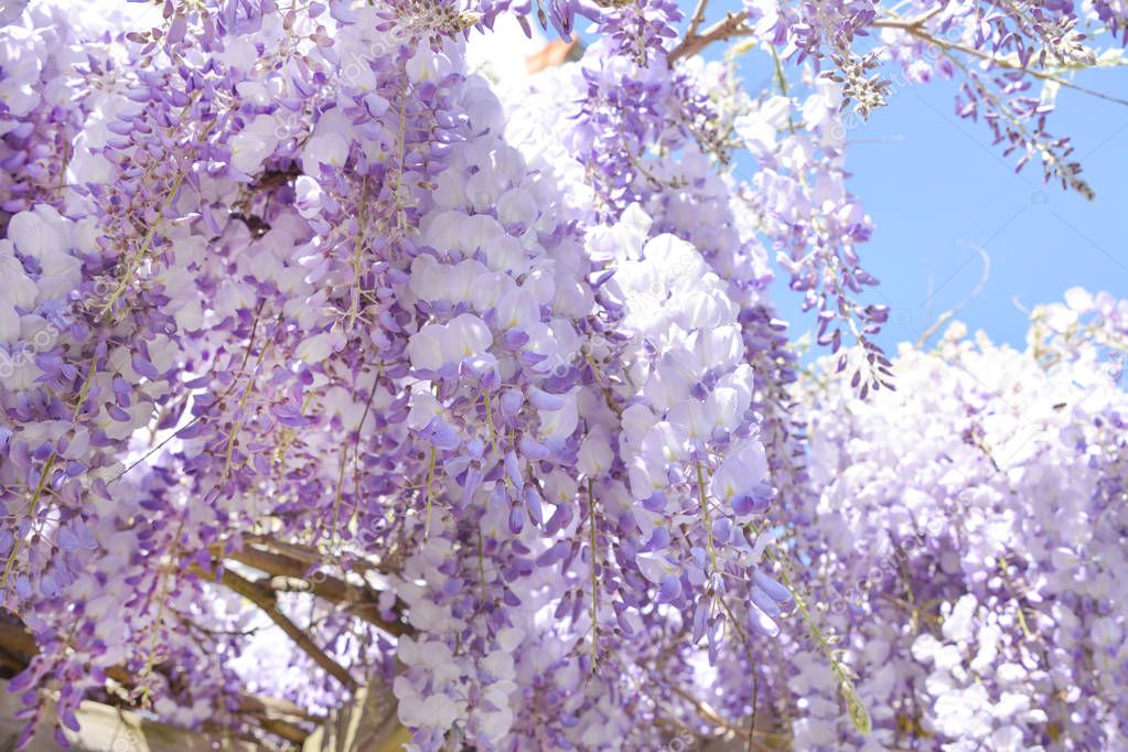 Blooming purple wisteria in spring