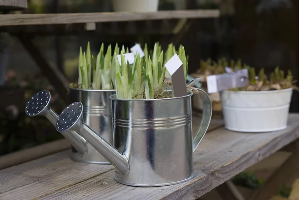 Bulbos de jacinto nos vasos para plantar primavera — Fotografia de Stock