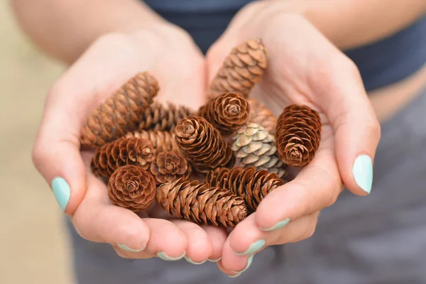 Girl with manicure in the forest holds a handful of pine cones — Stock Photo, Image