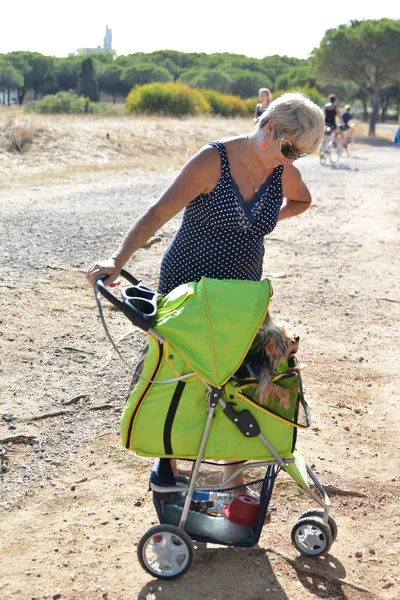 Cap Agde Francia Julio 2016 Mujer Con Cochecito Para Mascotas —  Fotos de Stock