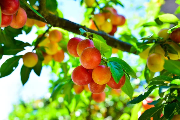 Dalları ile değil olgun sarı kırmızı Kiraz eriği meyve bahçesinde