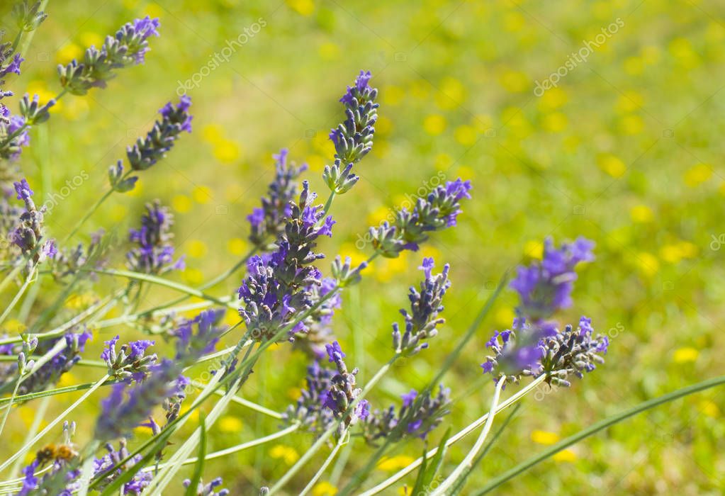 Lavender on yellow background with bokeh — Stock Photo © kipgodi #161403394