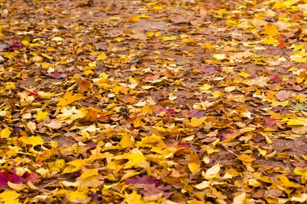 黄色と赤の秋の背景やテクスチャを葉します。 — ストック写真