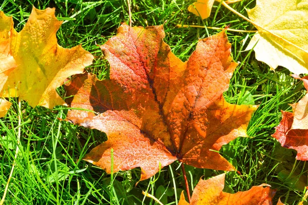 露滴と草に黄色と赤のカエデの葉 — ストック写真