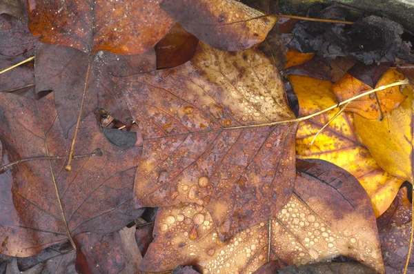 Hojas Arce Marrón Caído Con Gotas Después Lluvia Otoño —  Fotos de Stock