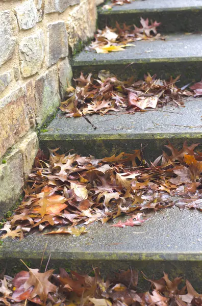 公園の古い階段角に葉を秋のオーク — ストック写真