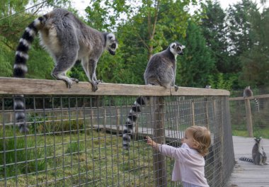 Hayvanat bahçesinde bir kız bir lemur kuyruğunun dokunmak ister