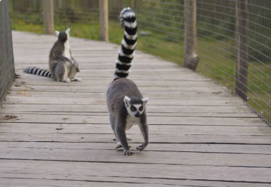 Ring-Tailed lemur açık Hayvanat Bahçesi